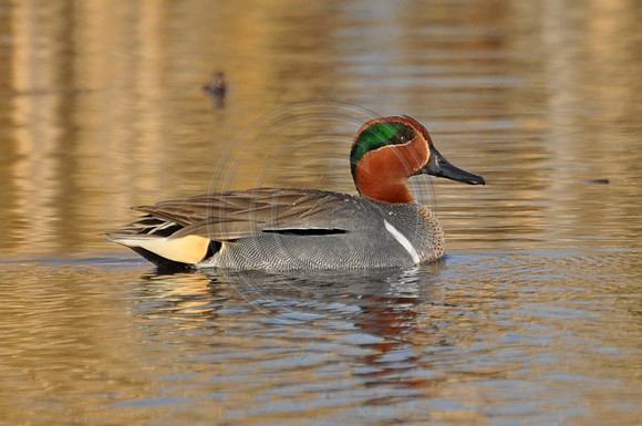 Green Wing Teal
