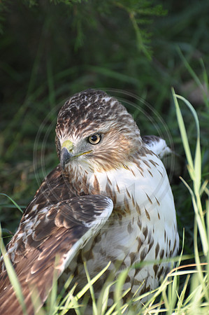 Red Tail Hawk