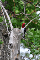 red head woodpecker