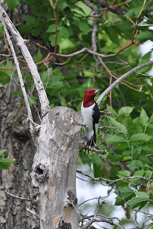 red head woodpecker