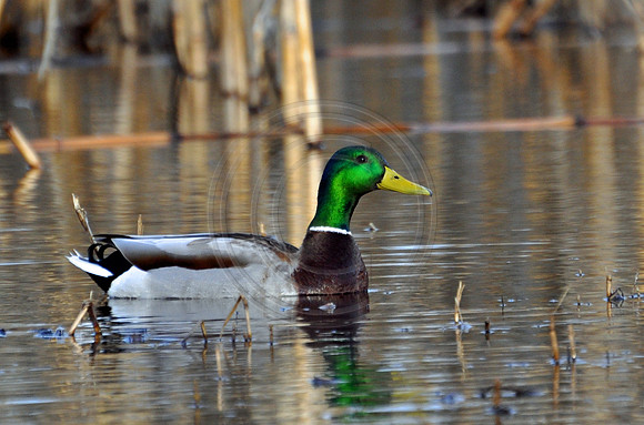 Mallard