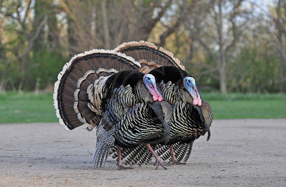 turkey