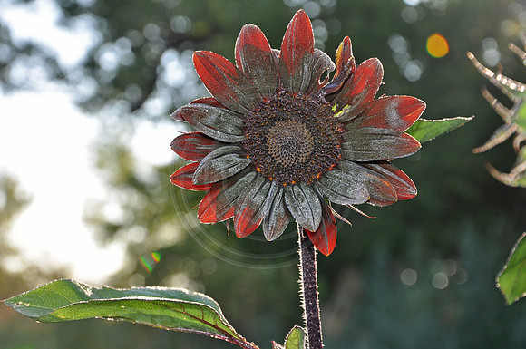 Morning Dew