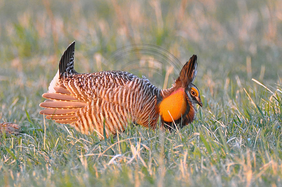 Prairie Chicken 1