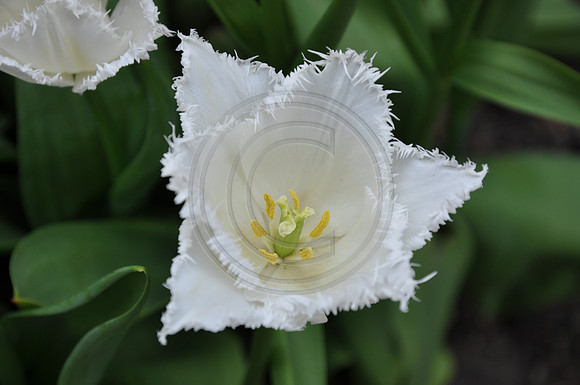 Lace Tulip