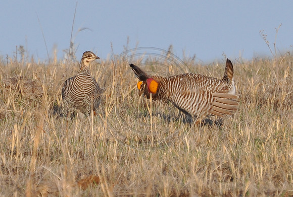 Prairie Chicken 4
