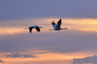 Whooping Cranes