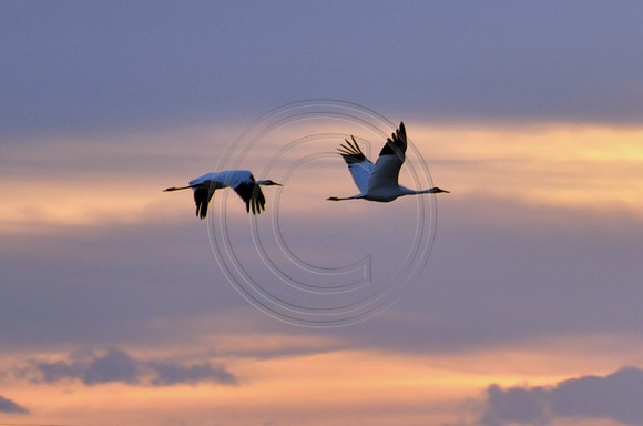 Whooping Cranes