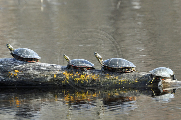 Turtle Line Up