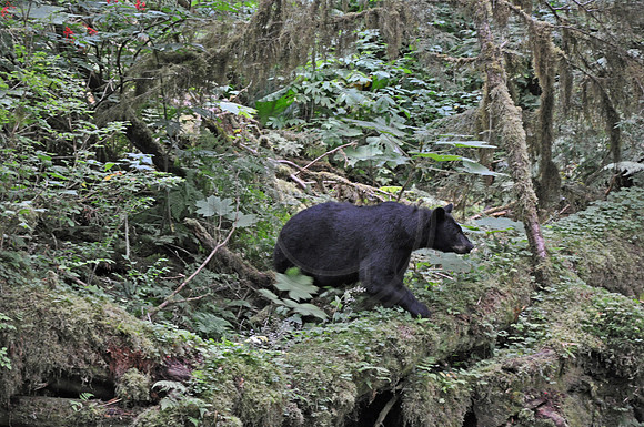 DSC_0005 copy