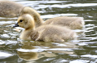 Gosling