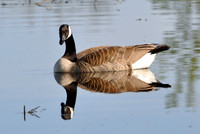 goose water reflection