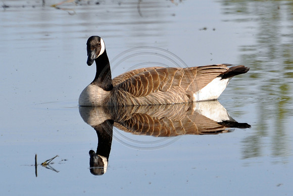 goose water reflection