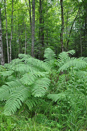 Ferns