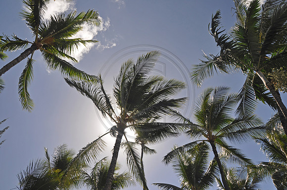 Hawaii!!! 1029 copy