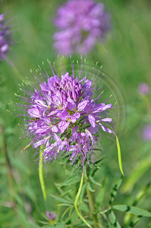 iron weed
