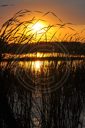 reeds at sunset