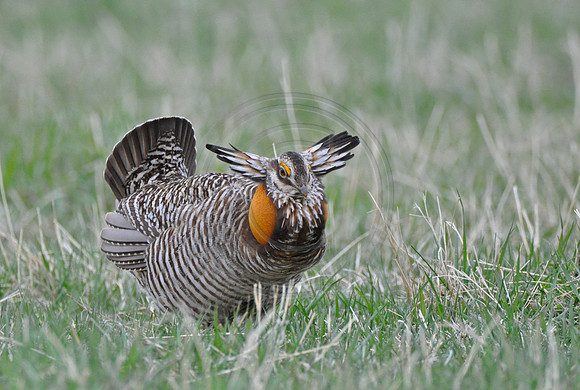 Prairie Chicken 2