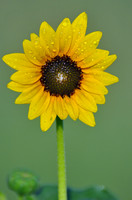 Wild Sunflower with dew