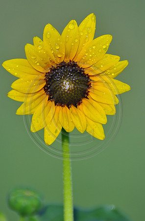 Wild Sunflower with dew
