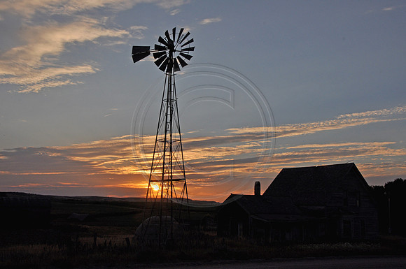 Evening glory