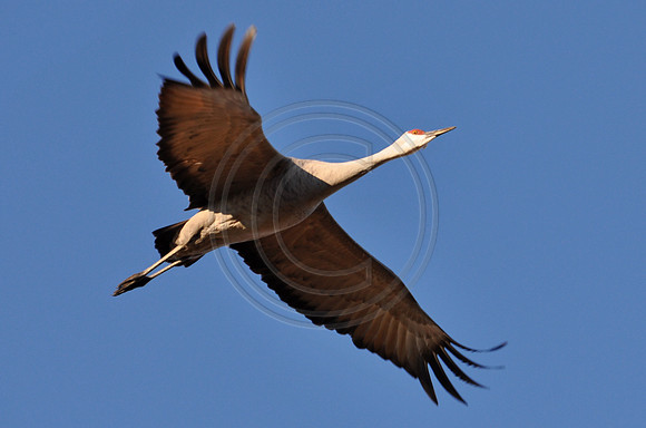 Single Flight