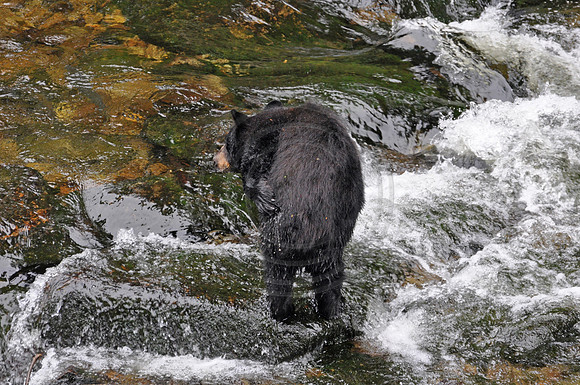 DSC_0558 copy