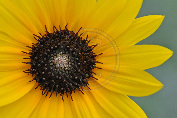 Sunflower Center