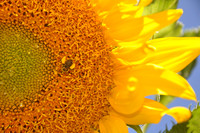 Bee Heaven