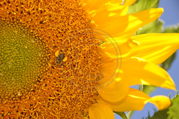 Bee Heaven