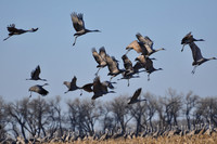 Sandhill Cranes