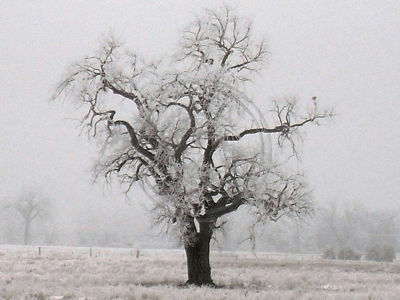 Frozen Tree