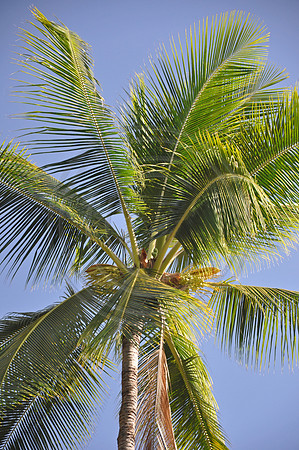 Palm Tree