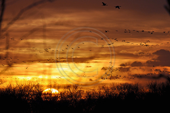 Evening Flight