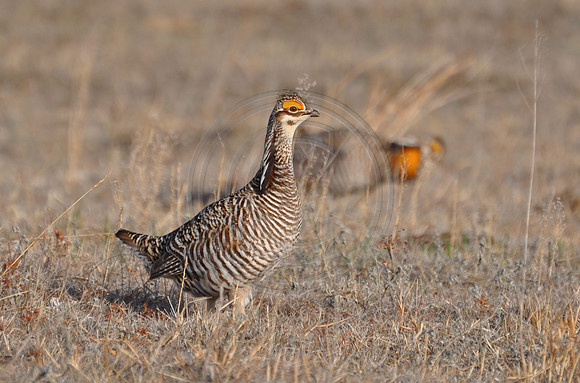 Prairie Chicken 3