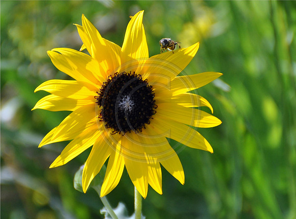 Bee on Sunflower
