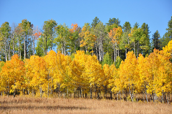 Fall Aspen