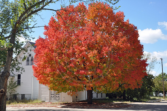 Blazing Maple