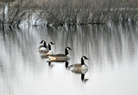 Geese floating