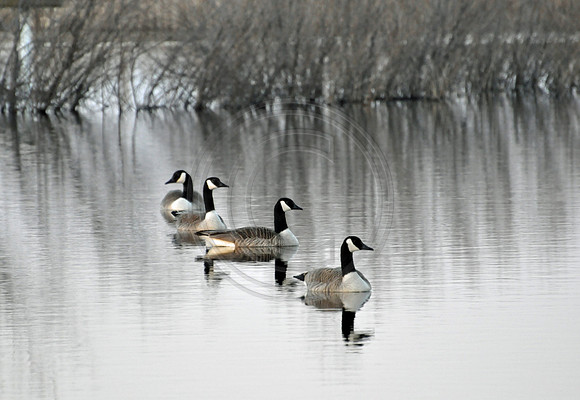 Geese floating