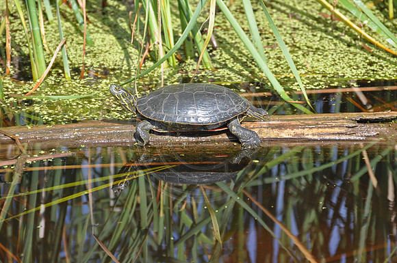 turtle reflection log