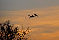 Sandhills Crane Silouette