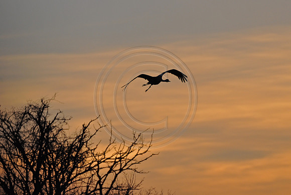 Sandhills Crane Silouette