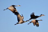 Crane Flight