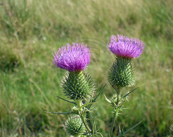 Thistle