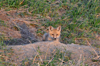 fox