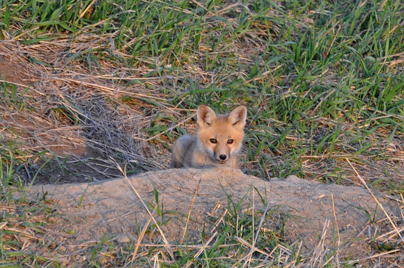 fox