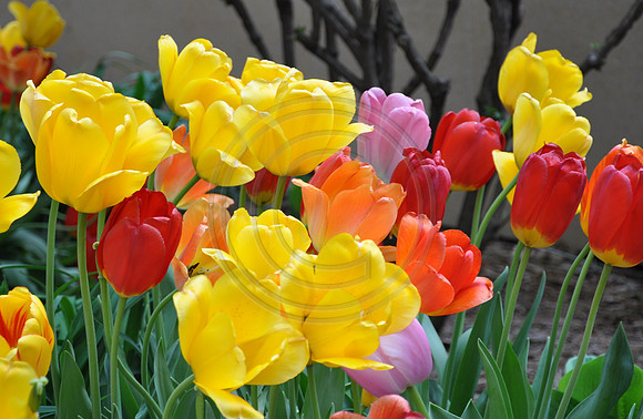 tulips