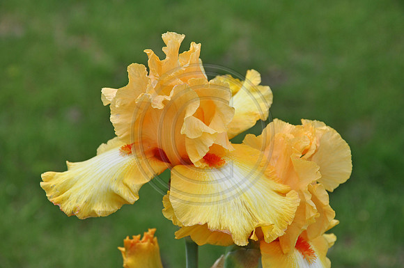iris