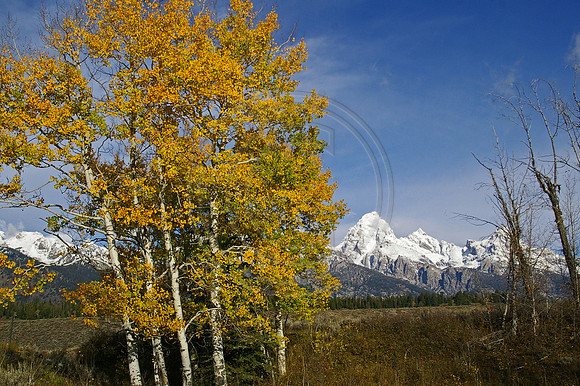 Autumn At The Tetons
